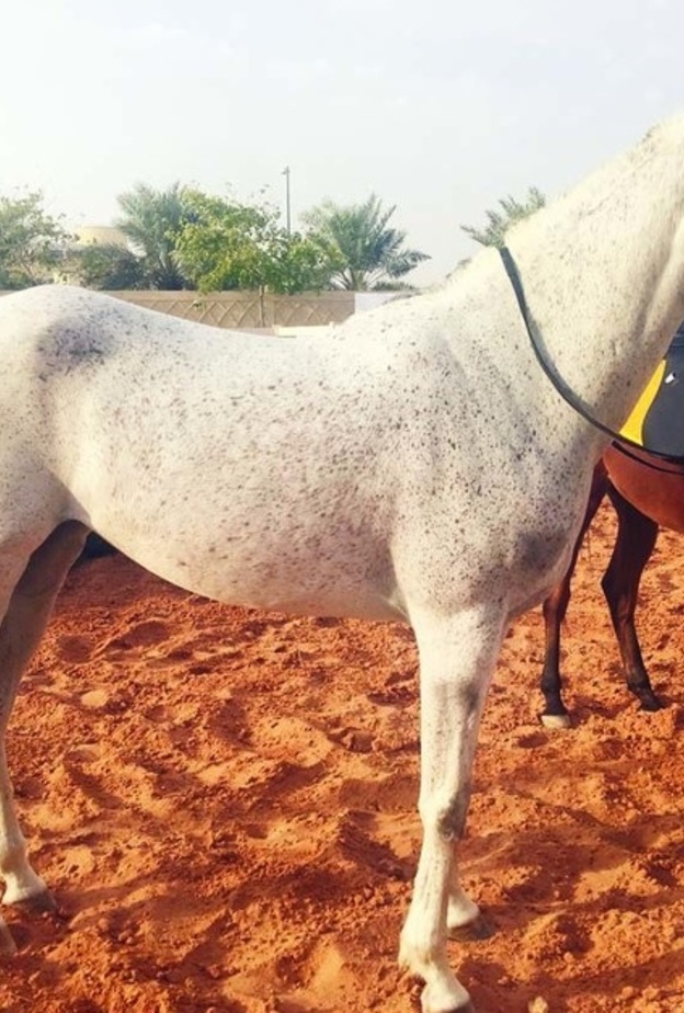 المنافسات أقيمت تحت رعاية الأميرة ريما بنت بندر بن سلطان وكيل الهيئة العامة للرياضة