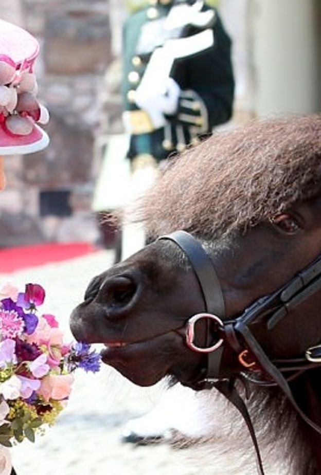 ملكة بريطانيا مع المهر كروتشان الرابع