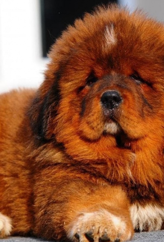 جرو Tibetan Mastiff يتصدر قائمة أغلى كلاب العالم