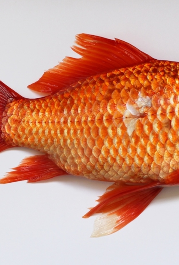 بالفيديو.. سمكة مُعدّة للأكل تقفز من طبق التقديم