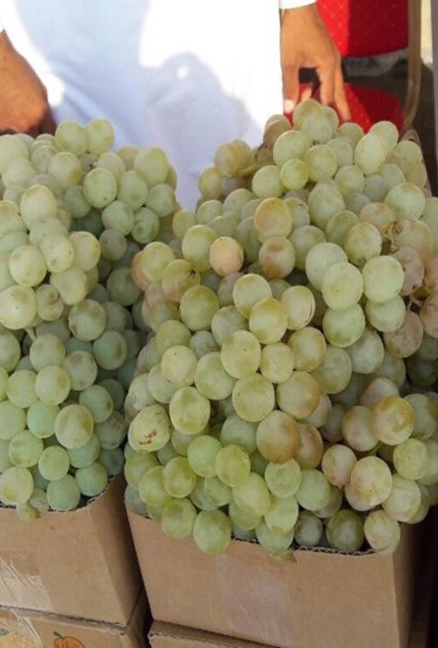 مهرجان العنب الثاني يشهد العديد من الفعاليات الترفيهية