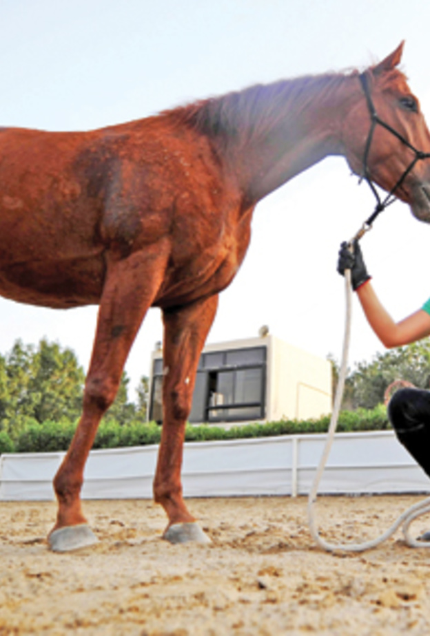 دانا القصيبي