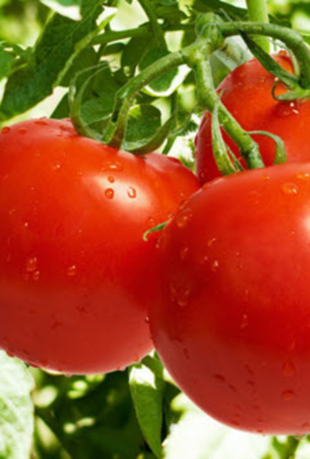 الطماطم لمكافحة السرطان