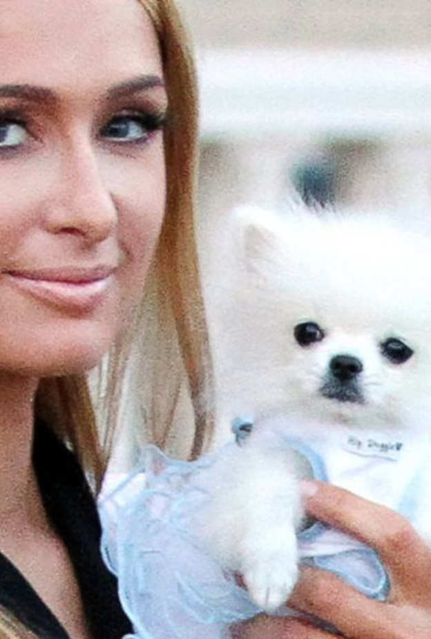 باريس هيلتون تنفق 25000 دولار على كلبين 