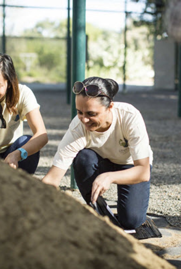 الريتز-كارلتون يساعد على الحفاظ على شجرة الغاف 