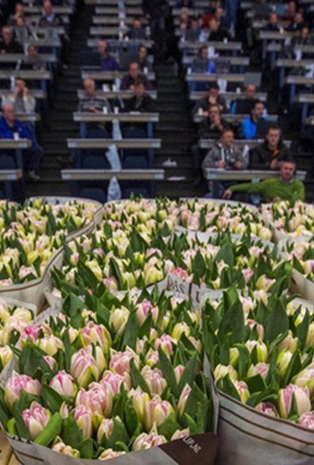 سوق الورود في هولندا مقصد للسواح