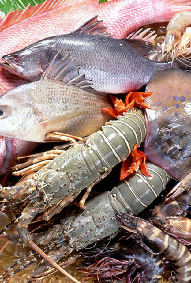 سيفيكس 2015  .. أكبر منصة توريد للمأكولات البحرية