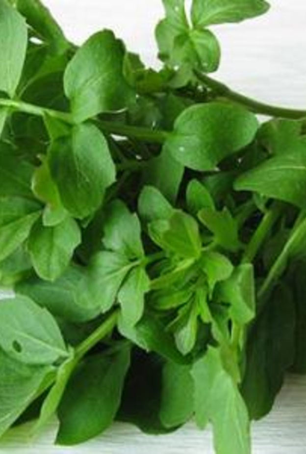 أغلى حزمة جرجير على الإطلاق 