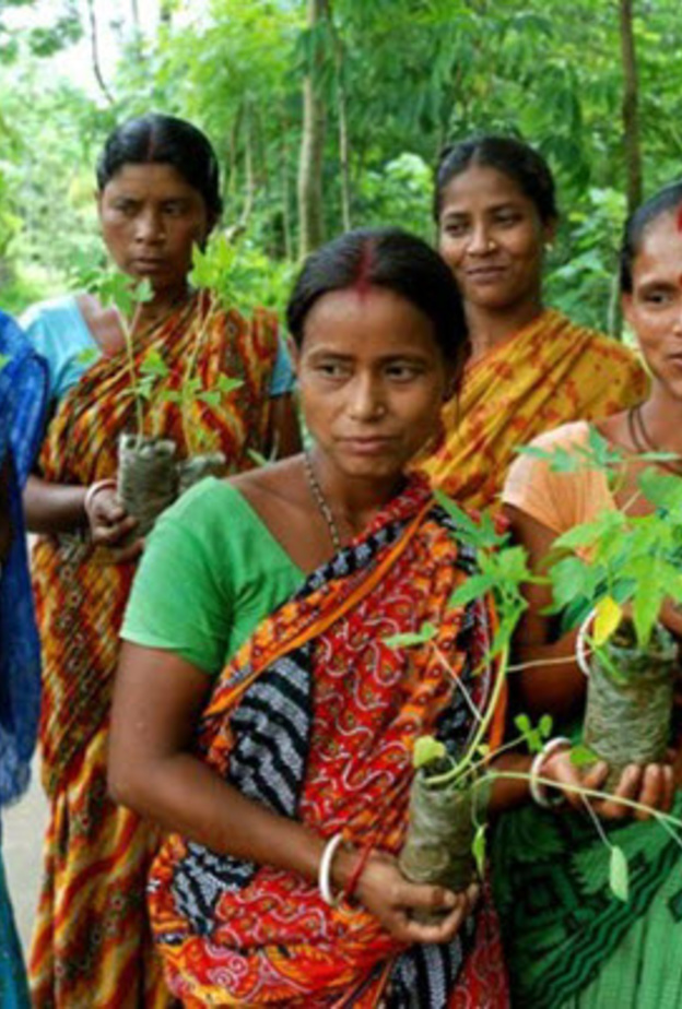 تتم زراعة 111 شجرة على شرف كل فتاة تُولد في قرية بيبلانتري الهندية