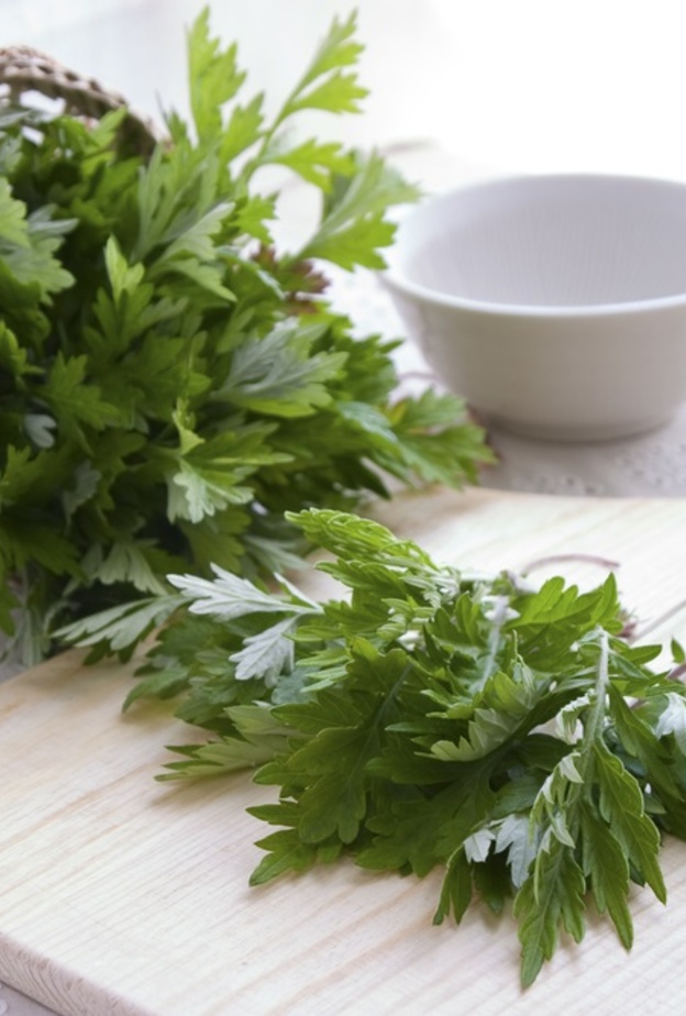 فوائد نبات الشيح الطبية لمرضى السرطان