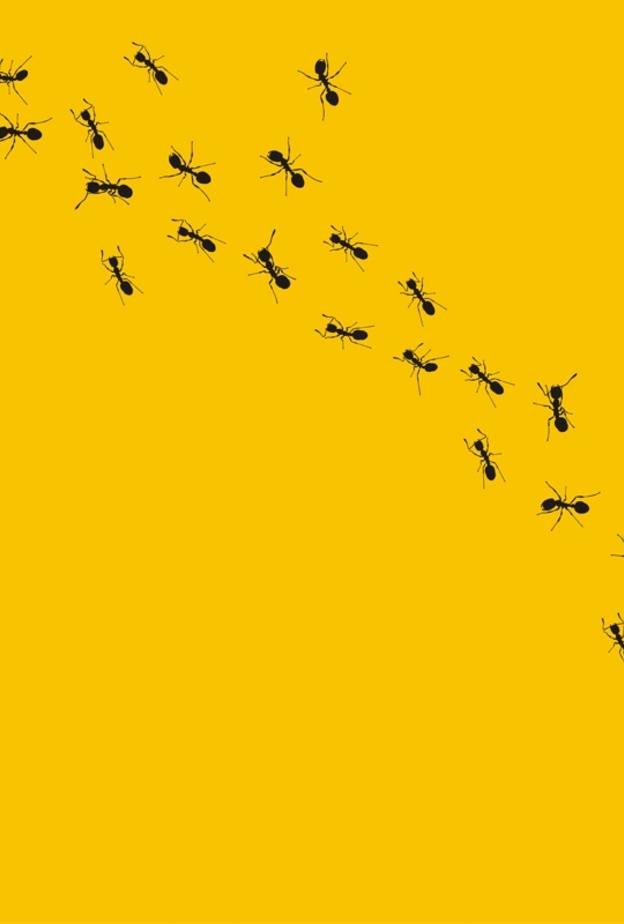 نصائح سهلة للتخلص من النمل في مطبخك