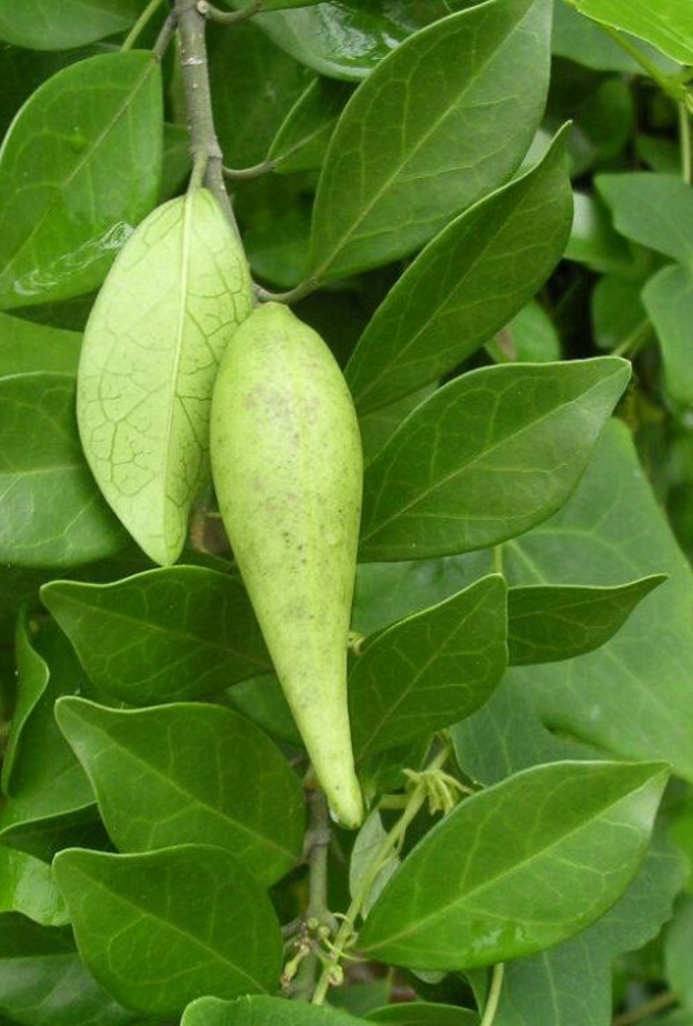 جيمنيما Gymnema