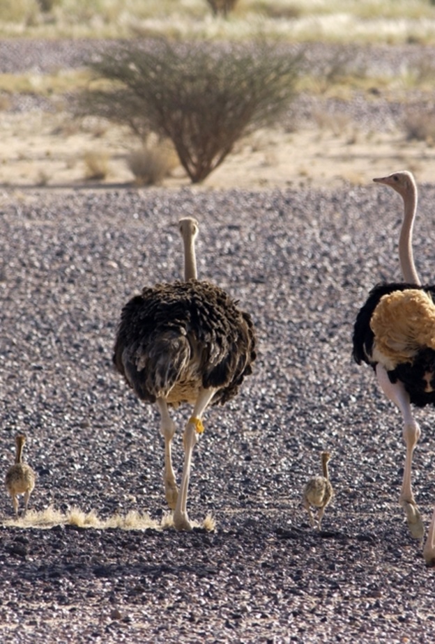 نعام في محمية محازة الصيد