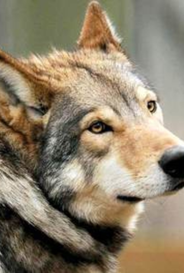 تنامي ظاهرة تربية الحيوانات المفترسة داخل المنازل في الإمارات