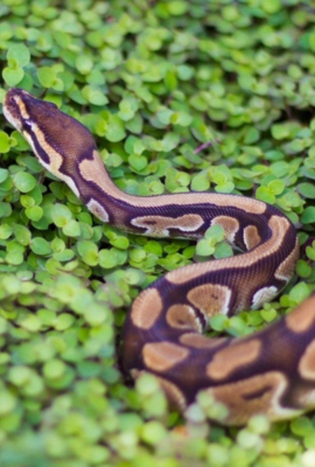 معركة دامية بين ثعبانين للفوز بقلب حية