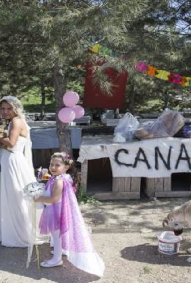 زفاف تركي في ملجأ للحيوانات