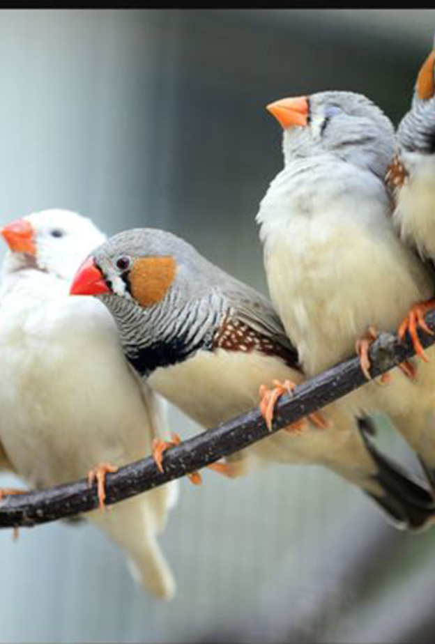 بيئة طبيعية ترفيهية في حديقة ومحمية "وودي بارك" في الرياض