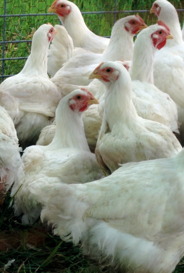 حظر الدجاج من مناطق فرنسية