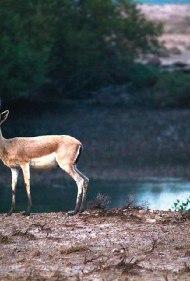 جزيرة السينية في أم القيوين