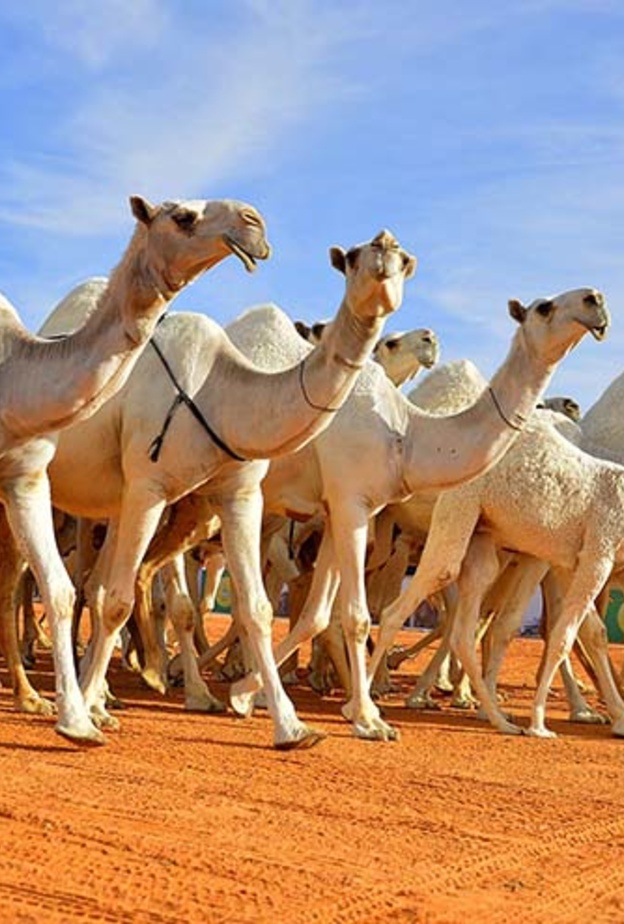 مهرجان جائزة الملك عبدالعزيز لمزايين الإبل .. تظاهرة تراثية ورياضية و ثقافية 