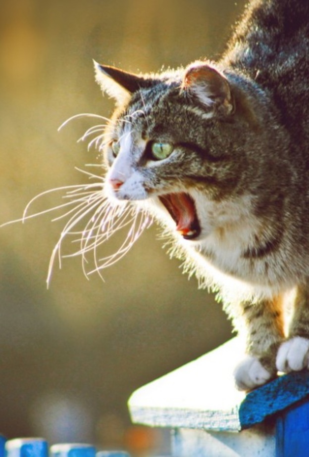 بلدية المدينة تنقذ قط من إرتفاع ١٠ أمتار