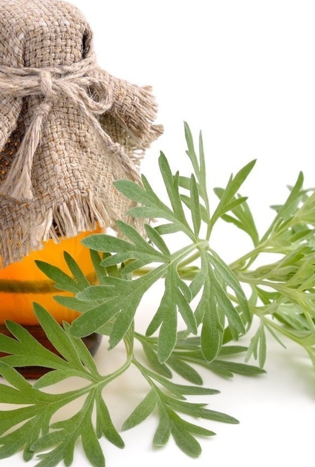 زيت الشيح يستخدم في علاج لدغات الحشرات