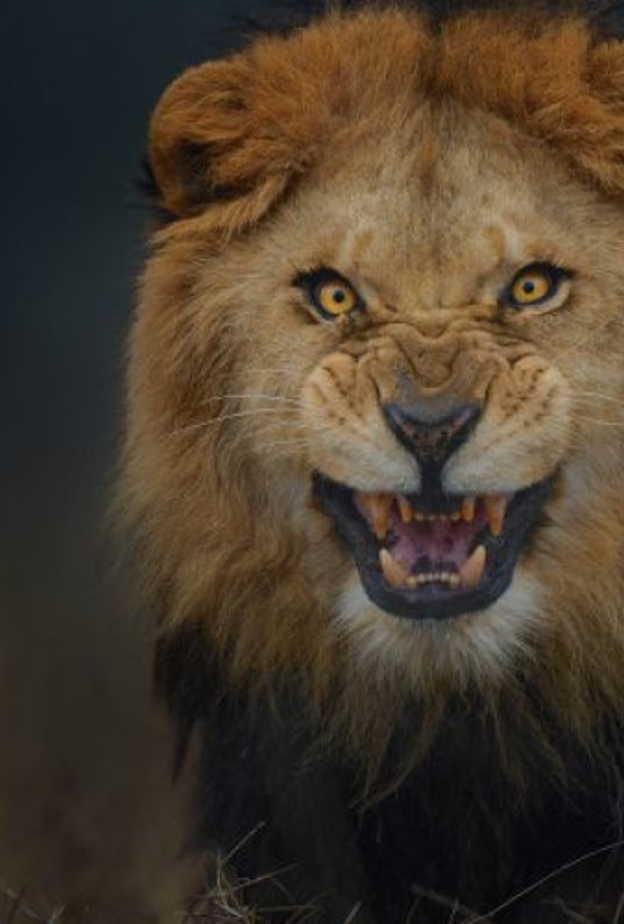 اسد يهاجم طفلا عمره سنتين في حديقة حيوان