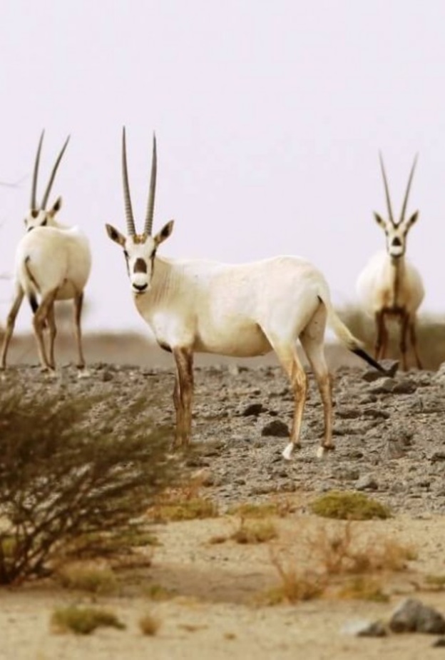 محمية محازة الصيد