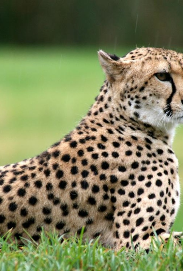 فهد شارد يتجول في مدرسة ابتدائية