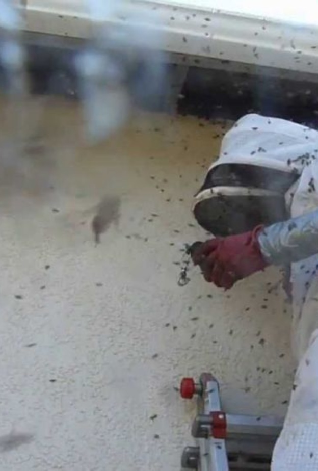 سرب نحل قاتل يفتك بكلبين وصاحبهما