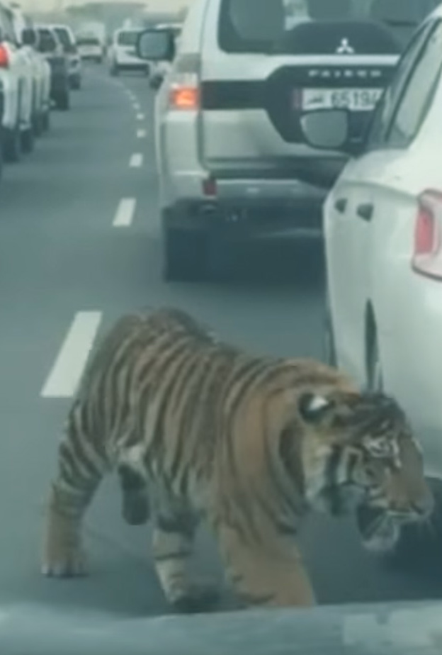 نمر يتجول في شوارع قطر