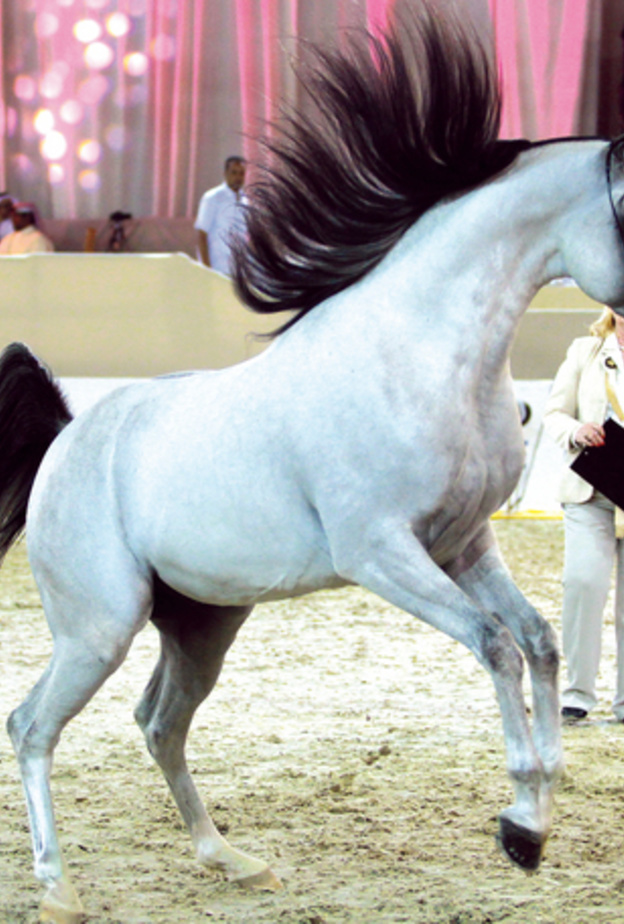 تأجيل مؤتمر دبي الدولي للفروسية من أجل التصدي لفيروس كورونا