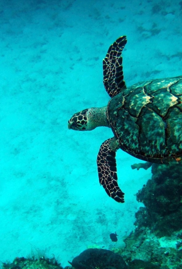 Arrecifes de Cozumel