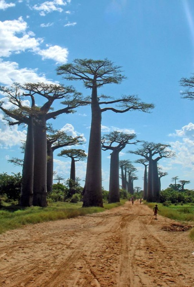 وادي الباوباب في مدغشقر