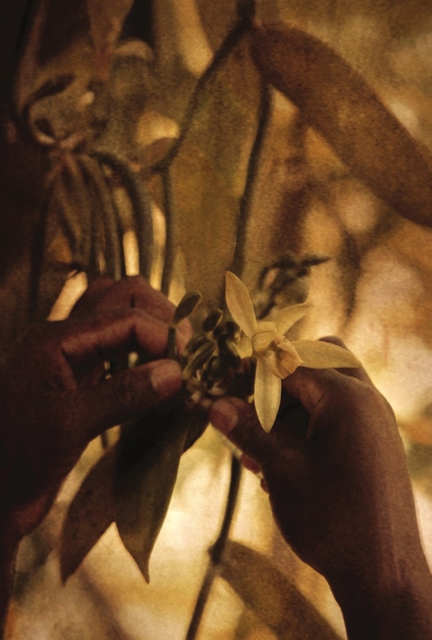 إحتفالاً بـ10 أعوام من النجاح: "سوبليماج لا كريم 2016" SUBLIMAGE LA CREME 2016