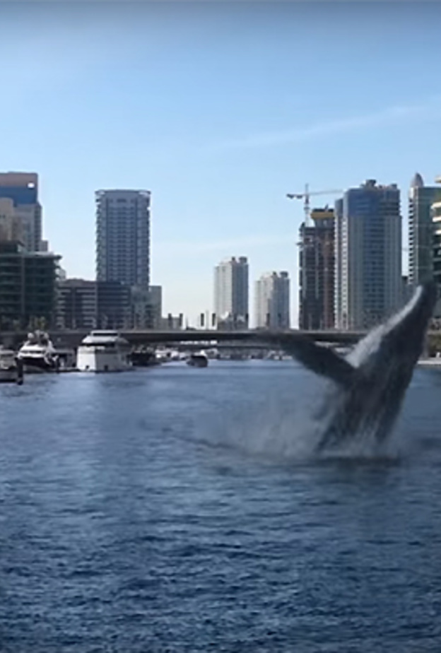 فيديو.. قرش دبي مارينا بين مصدق ومشكك! 