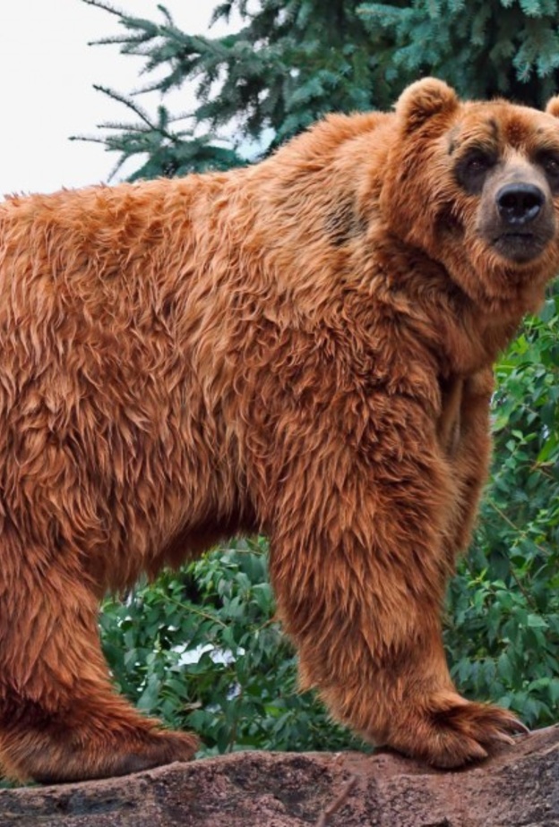 بالفيديو: صداقة متينة بين رجل ودب مفترس!