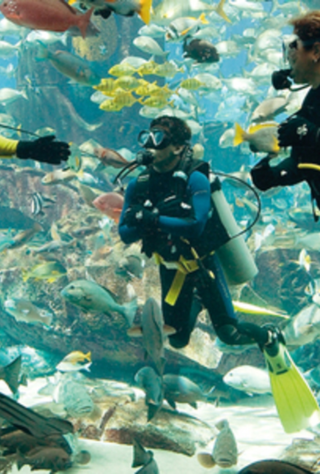 الآن في دبي .. الأطفال يغوصون مع أسماك القرش