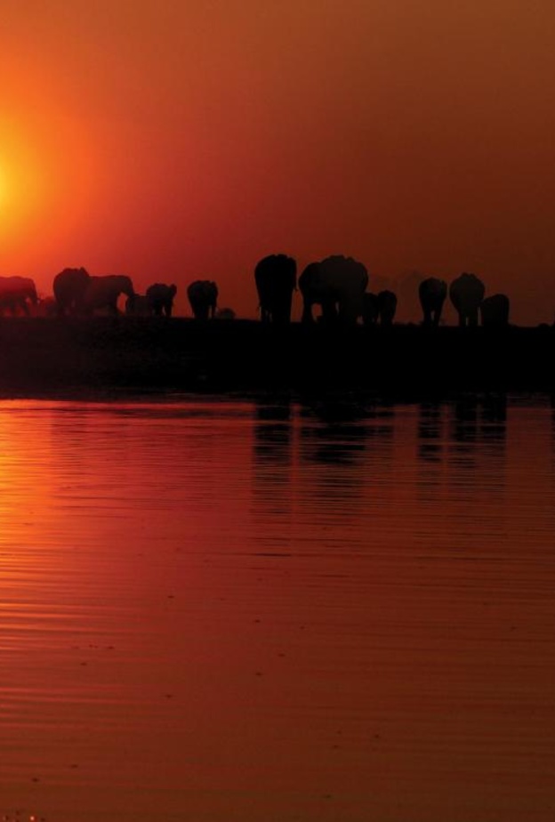 مشهد رائع للفيلة في غياب الشمس