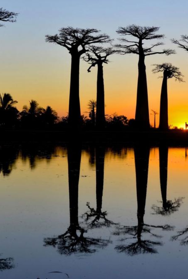 Avenue Of Baobabs