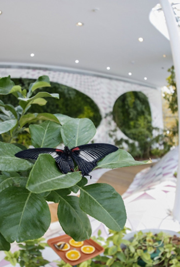 احتفلوا بيوم اكتشاف عالم الفراشات في جزيرة النور بالشارقة