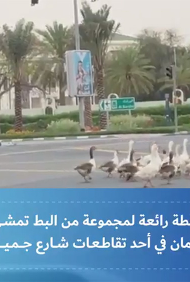 مجموعة من البط تمشي بأمان في أحد تقاطعات شارع جميرا بدبي