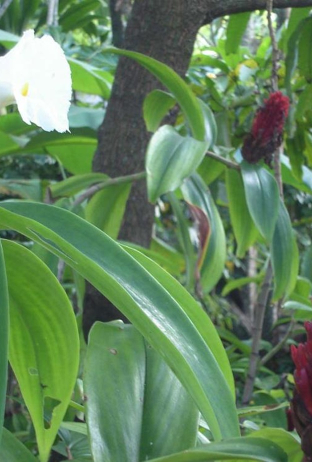 شجرة القسط الهندي