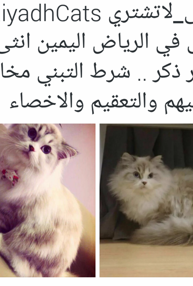 من عروض حساب تبنى لا تشتري