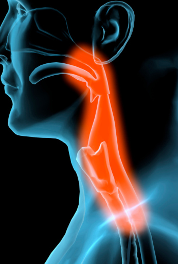 وهب الصوت... إضافة جديدة إلى وهب الأعضاء