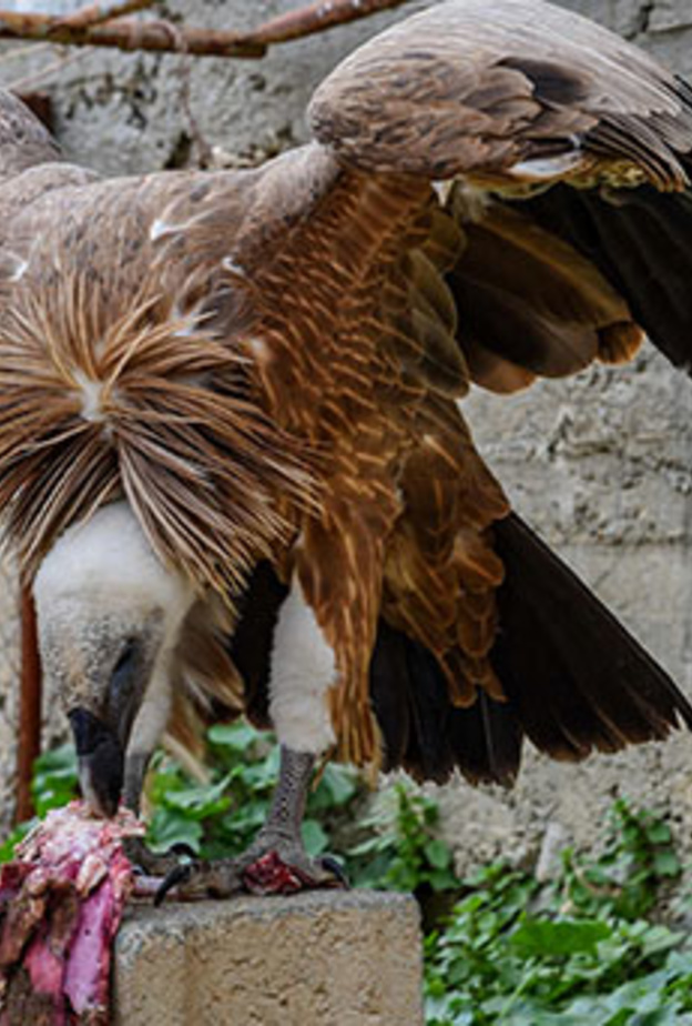 من الطيور الجارحة التي يربيها صالح 