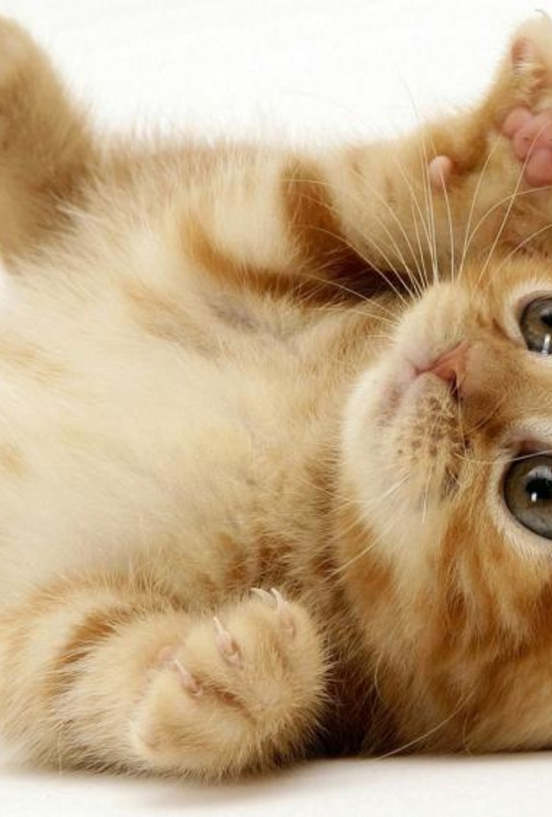 قطة تمارس الرياضة