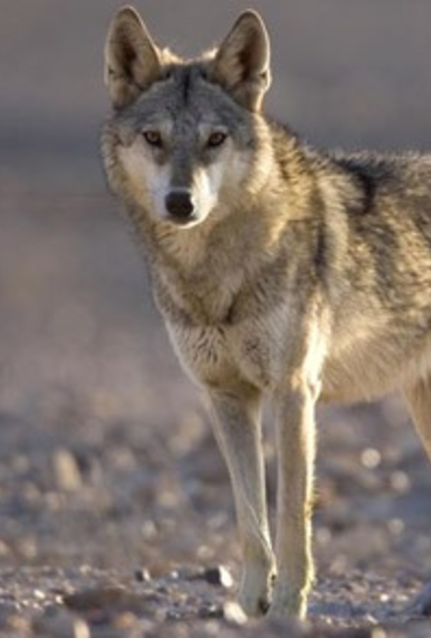 ذئب يتجول في حي الفاخرية في الرياض