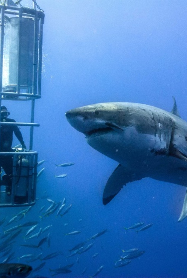 تجربة السباحة مع القرش الأبيض العملاق في جنوب أفريقيا