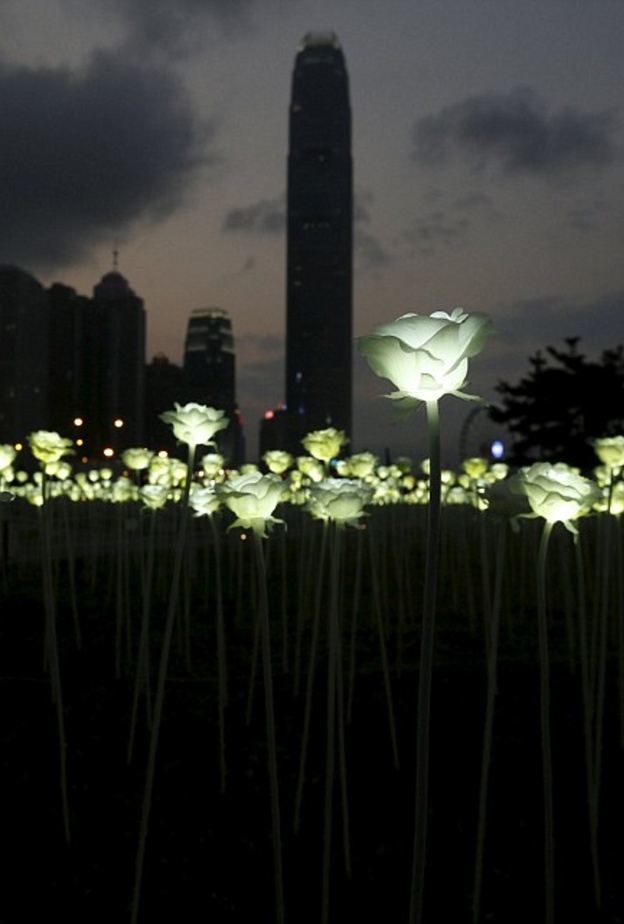 حديقة الزهور المضيئة